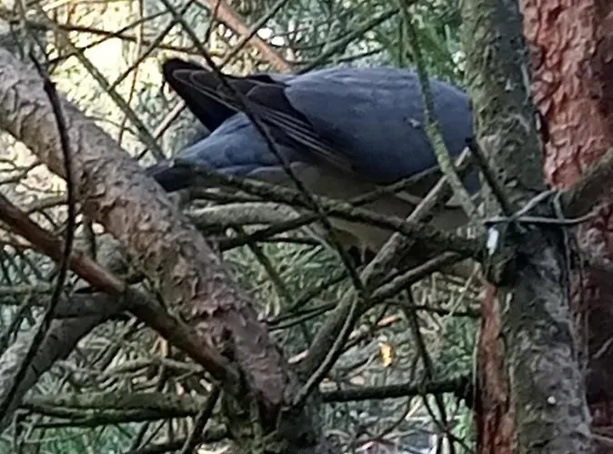 Dom wakacyjny Dom Lech Kaszuby Do 8 Os.